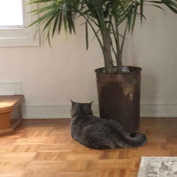 Meet your Posher, Holly - Picture 1 of 1